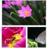 3 in 1 camera lens kit - fisheye / macro / wide angle - with clip - for SmartphonesLenses & filters