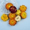 Dried flowers - chrysanthemum - resin craft / jewellery making / crystal epoxy resin fillingArtificial flowers