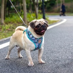 Dog harness - leash with buckle - colorful printing
