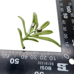 Broche élégante avec olive verte