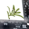 Broche élégante avec olive verte