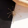 Araignée en cristal d'or - broche