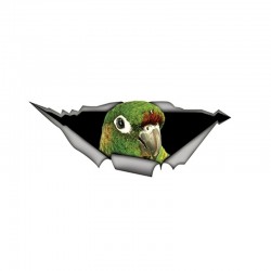 Green 3D parrot - car sticker 15 * 6cmStickers